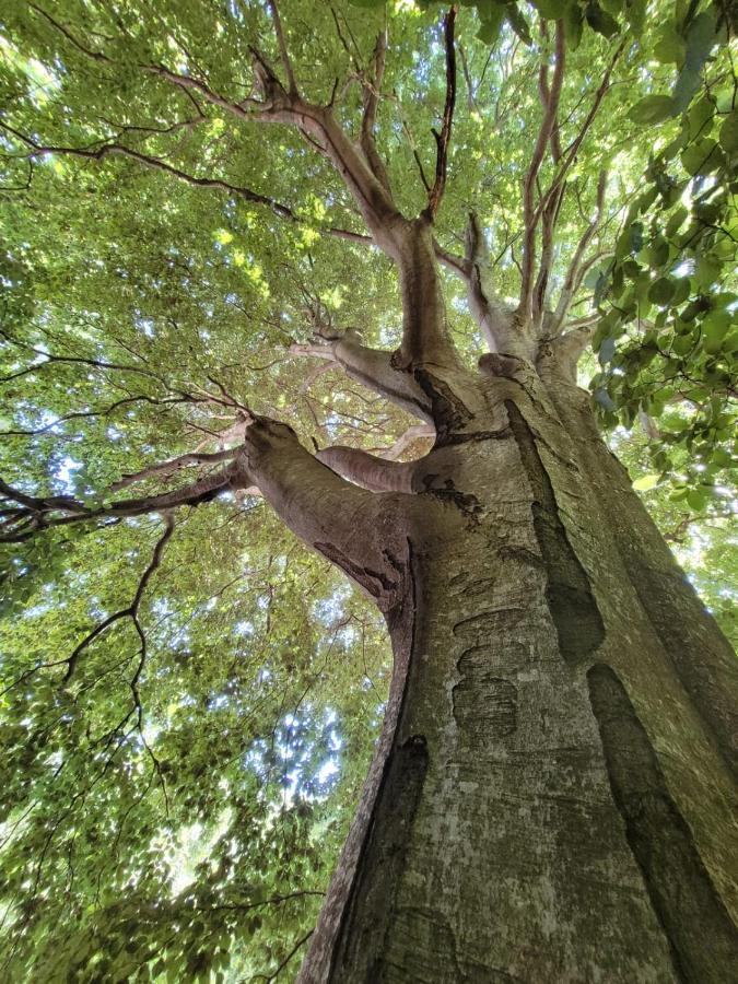 Grande Tente Tipi En Pleine Foret Burzet Exterior foto